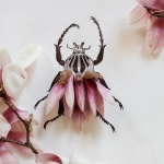 花朵与简笔画结合DIY奇妙昆虫图案