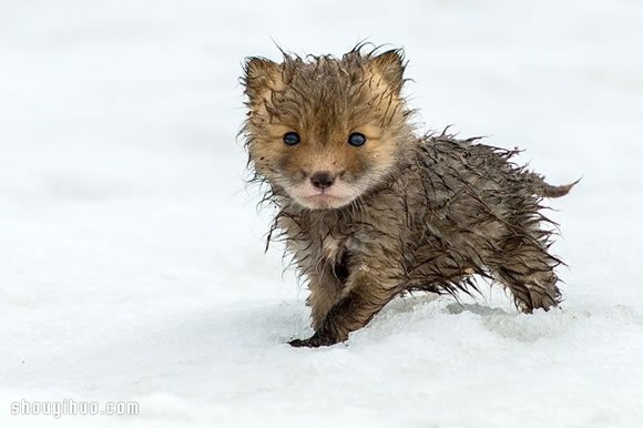 采矿工程师在北极圈上班时拍下的狐狸照片