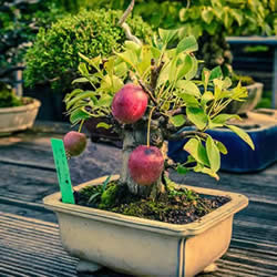 迷你盆景树DIY！可以种植全尺寸的苹果等水果