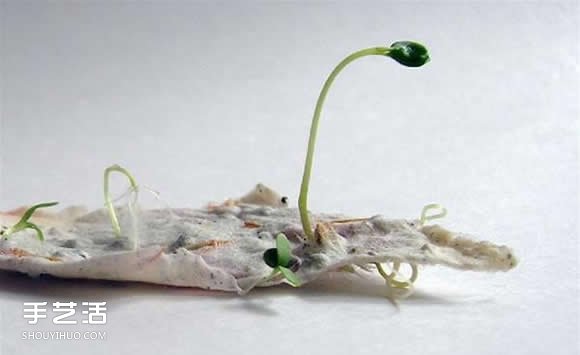 会发芽的创意礼物DIY 带有种子的吊牌手工制作