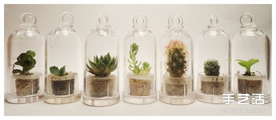 如何随手利用家里现有的小东西做植物盆景