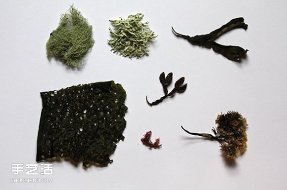 充满森林气息的手工植物标本DIY图片欣赏
