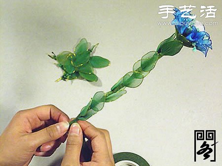 丝袜花矢车草的制作方法