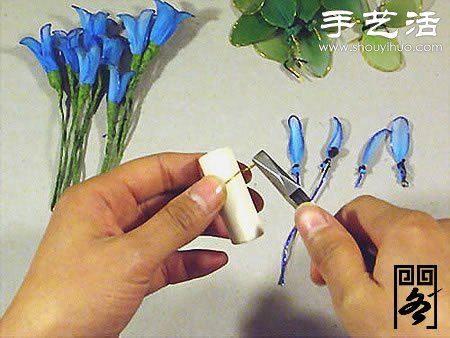 丝袜花矢车草的制作方法