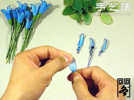 丝袜花矢车草的制作方法