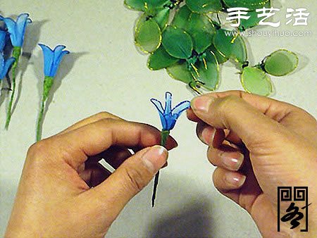 丝袜花矢车草的制作方法