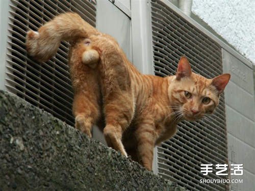 猫咪蛋蛋羊毛毡作品 直接挂墙上太害羞了吧！