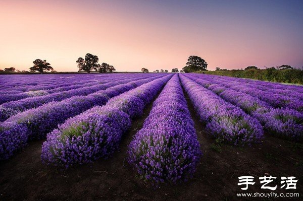 英国萨默塞特郡的薰衣草家庭农场