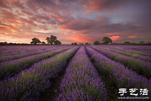 英国萨默塞特郡的薰衣草家庭农场