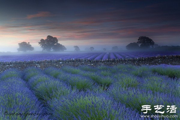 英国萨默塞特郡的薰衣草家庭农场