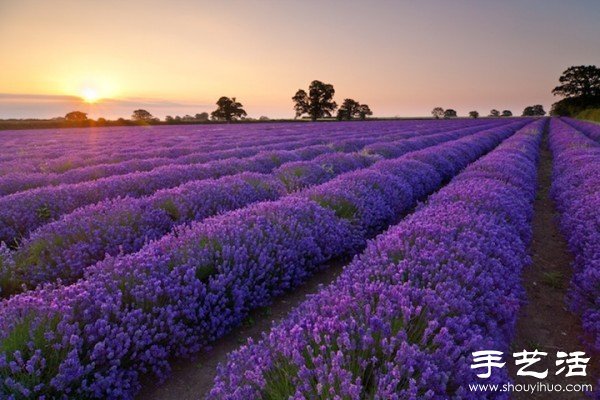 英国萨默塞特郡的薰衣草家庭农场