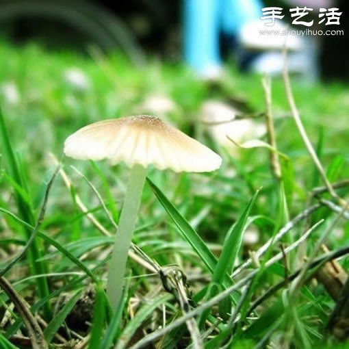 漂亮梦幻的蘑菇 原来蘑菇也可以观赏