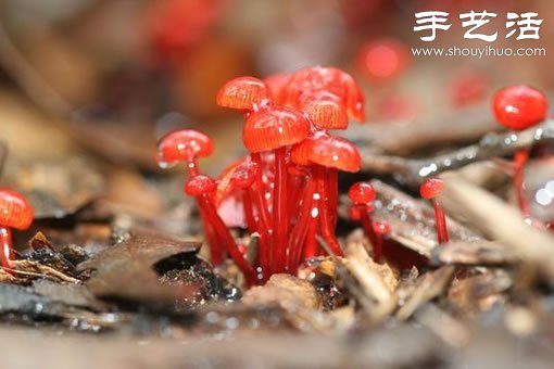 漂亮梦幻的蘑菇 原来蘑菇也可以观赏