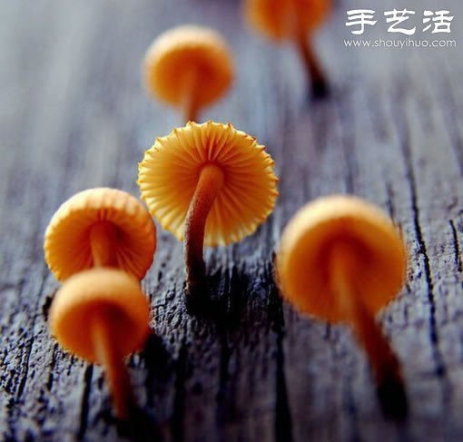 漂亮梦幻的蘑菇 原来蘑菇也可以观赏