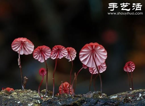 漂亮梦幻的蘑菇 原来蘑菇也可以观赏