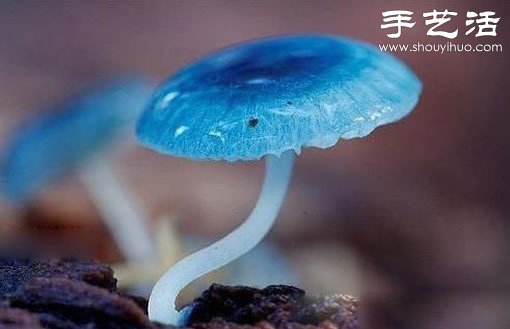 漂亮梦幻的蘑菇 原来蘑菇也可以观赏