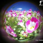 低成本DIY鱼眼镜头FISHEYE