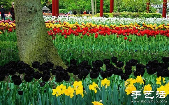春季最美的花园——库肯霍夫公园