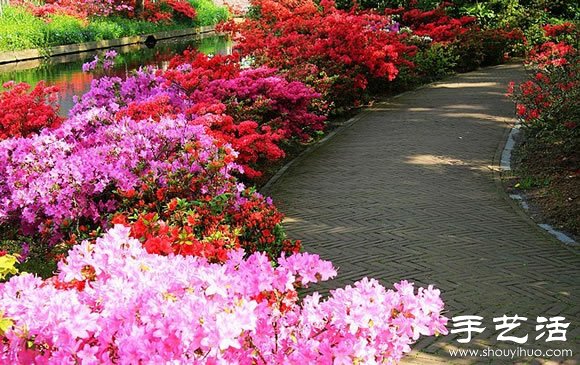 春季最美的花园——库肯霍夫公园
