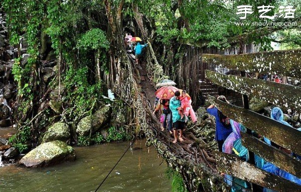 印尼趣闻：树木根系构建“活的桥梁”