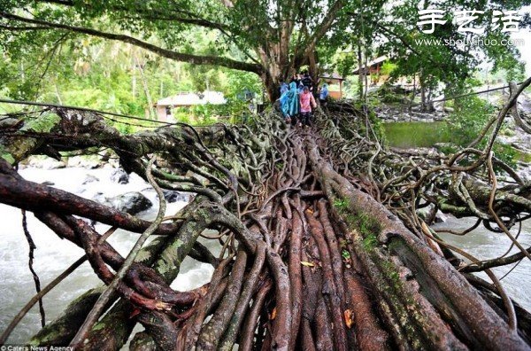 印尼趣闻：树木根系构建“活的桥梁”