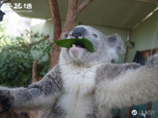 史上最萌无尾熊照片 实在是太可爱了！