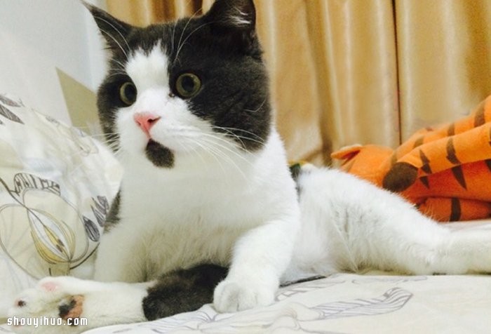 总是惊讶着的土耳其 OMG 猫咪 Banye