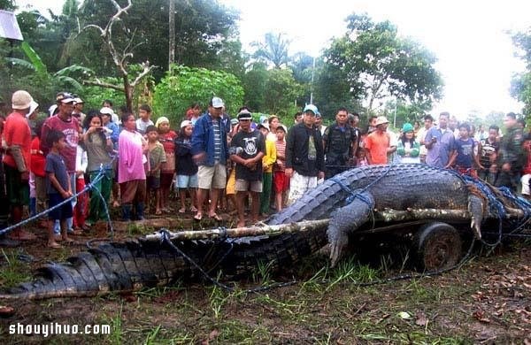 世界纪录最巨大的21种动物 大的吓死人！