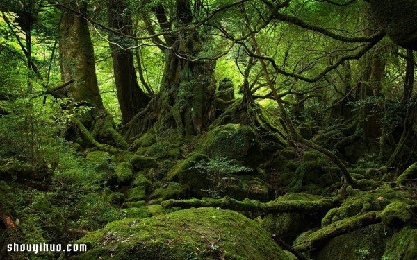 15个奇妙的日本文化 实在太令人匪夷所思了