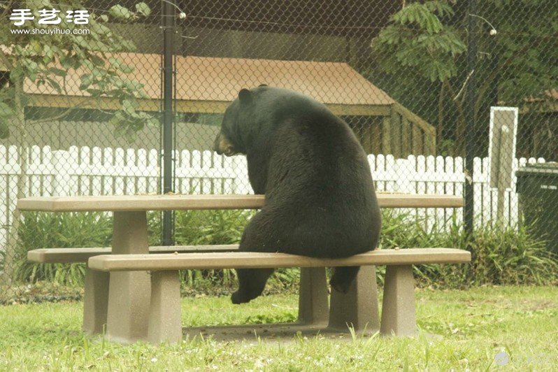 「对不起，我是人」可爱大黑熊生活照