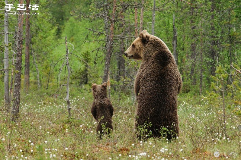 「对不起，我是人」可爱大黑熊生活照