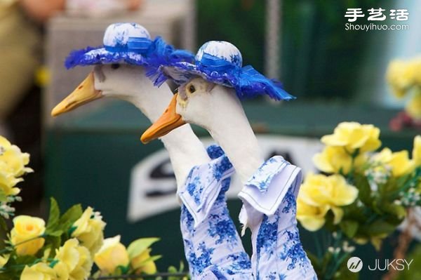 澳大利亚皇家复活节秀上演鸭子时装表演