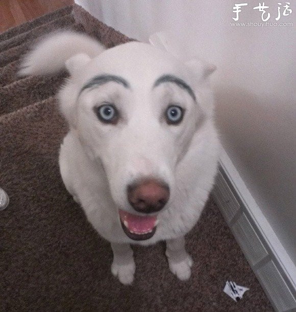 恶搞狗狗创意，给可爱的狗狗画上眉毛