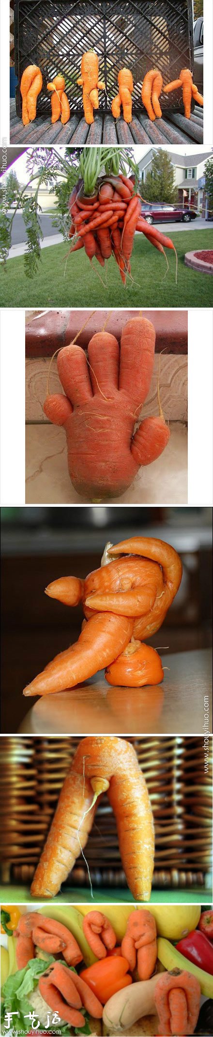 欢乐的胡萝卜