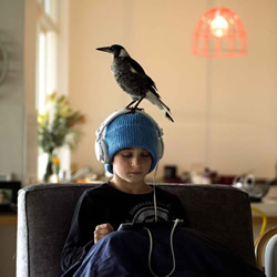 小男孩Noah与喜鹊Penguin的暖心故事