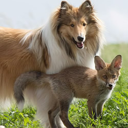 跨越种族的亲情 狐狸宝宝与牧羊犬妈妈!
