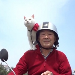 日本版搭肩猫龙之介和可爱老爷爷的幸福生活