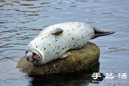 超可爱的治愈系海豹
