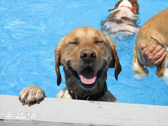 欢乐的泳池派对 让狗狗尽情玩耍!