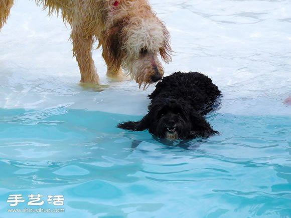 欢乐的泳池派对 让狗狗尽情玩耍!