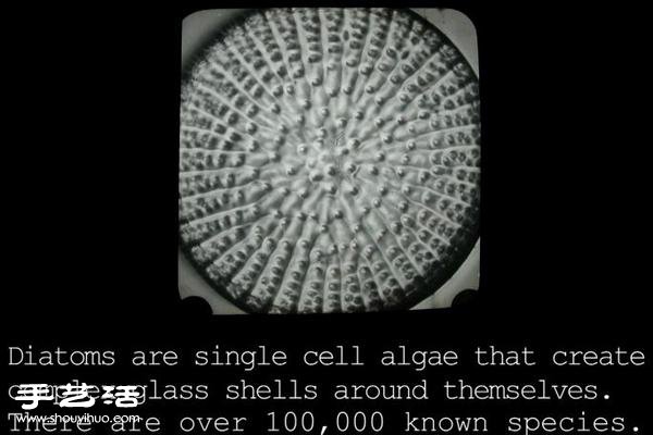显微镜下的绝美 单细胞硅藻排列的视觉艺术