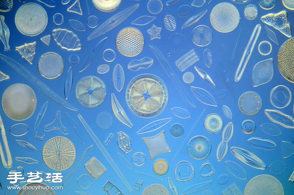 显微镜下的绝美 单细胞硅藻排列的视觉艺术