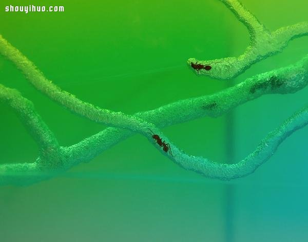 自然界艺术家 实景观看蚂蚁本能筑巢