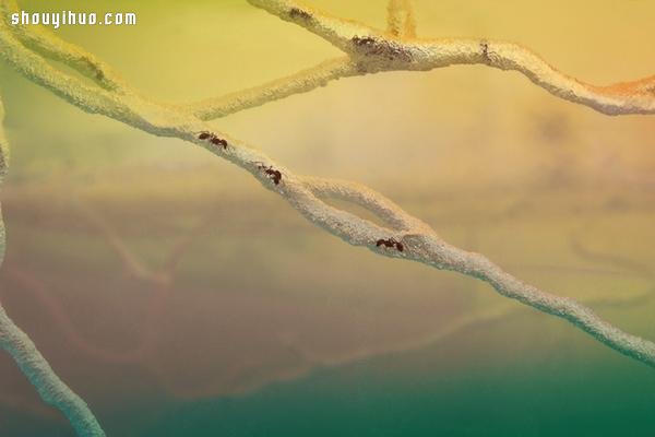 自然界艺术家 实景观看蚂蚁本能筑巢
