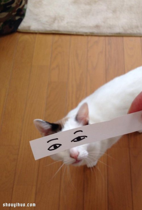 日本猫奴手绘搞笑眼神 DIY超恶搞猫咪萌照