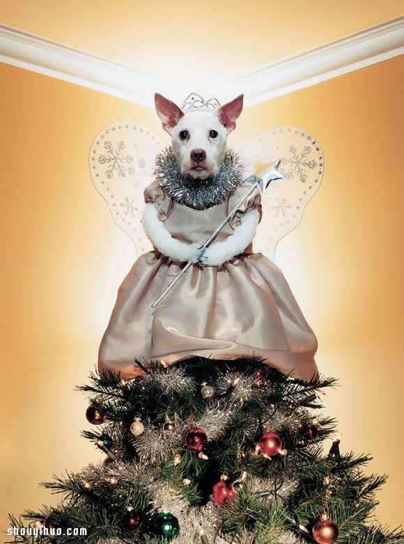 Peter Thorpe 和爱犬的20年圣诞变装秀