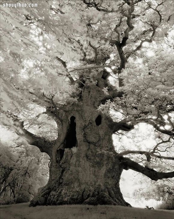 用十四年时间 寻找全球最古老的树木