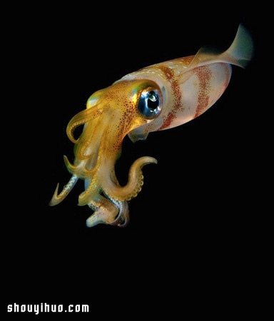 深不可测的海底深处 发现罕见的海洋生物