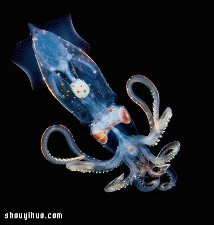 深不可测的海底深处 发现罕见的海洋生物
