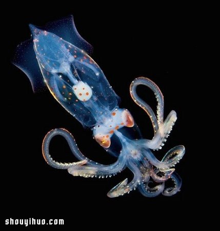 深不可测的海底深处 发现罕见的海洋生物